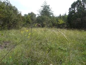 Pohľad na Stipa capillata a Linaria genistifolia v Kravanoch nad Dunajom, Langov majer